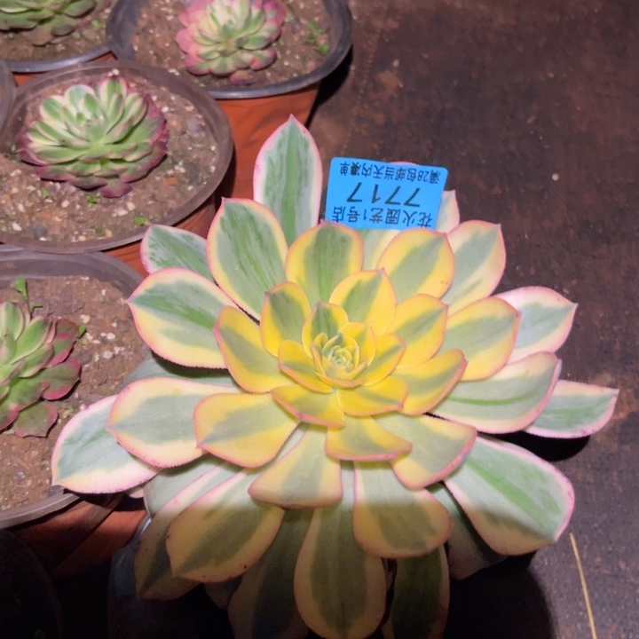 多****灿烂7717多肉植物