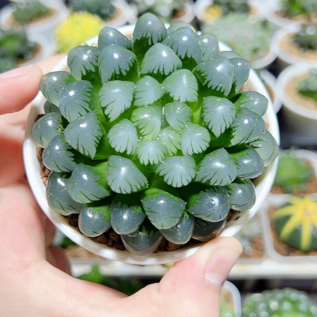 万象盆母本冰灯玉露