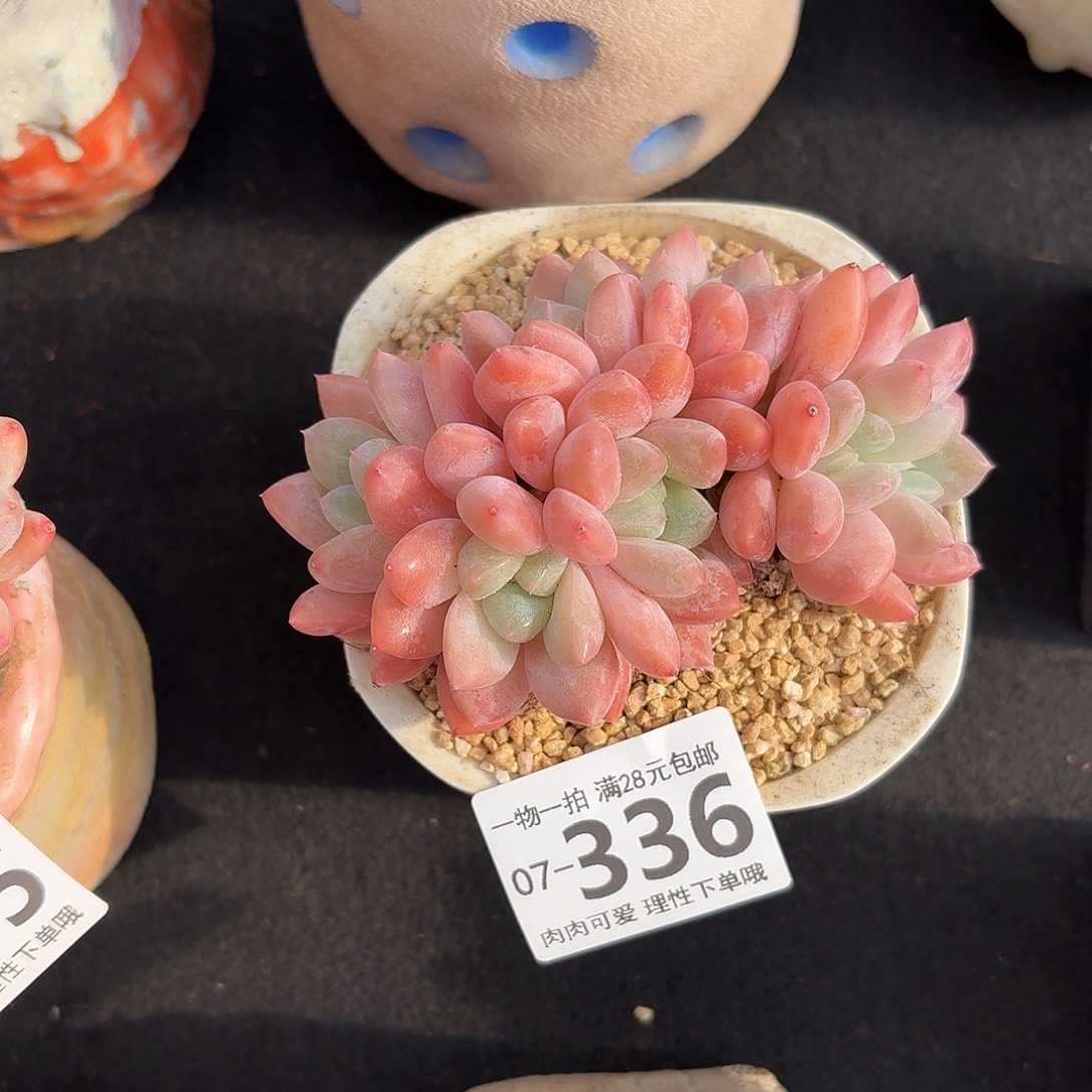 芙丽朵无盆土发货