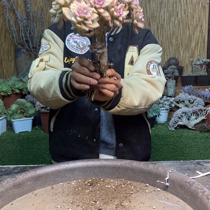 半***肌292 号淡雪多肉植物