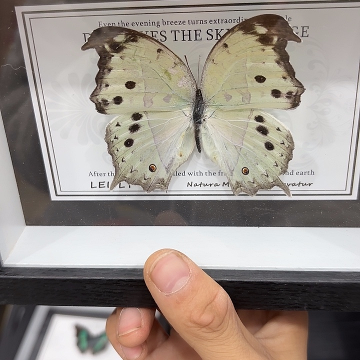 心***想蝴蝶标本定制293@