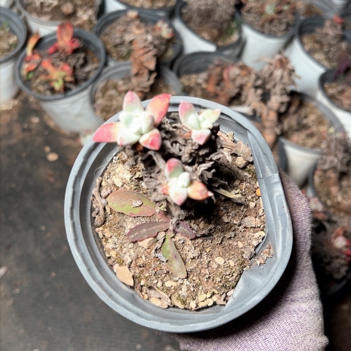 1292哈哈哈哈哈哈哈哈