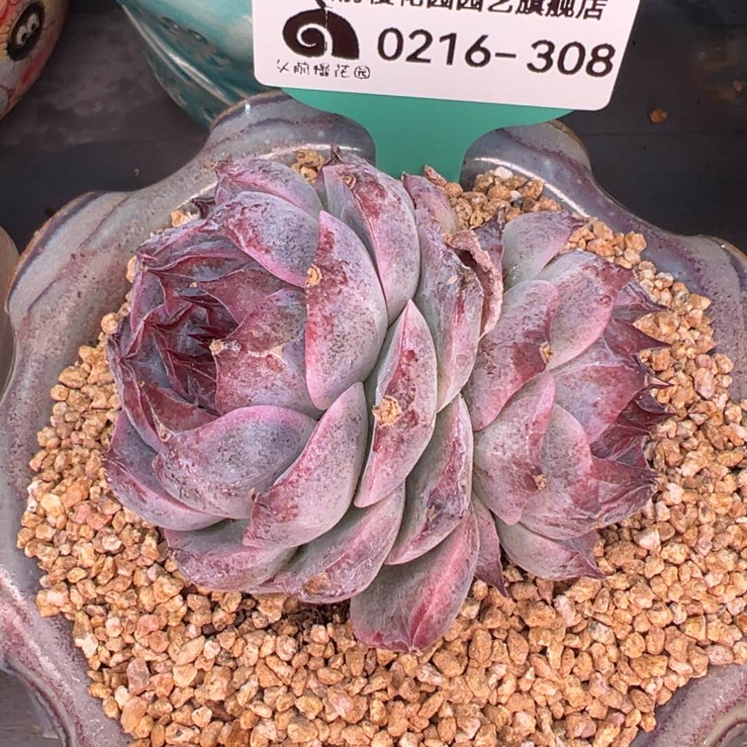 从前慢多肉精选编号0216..308