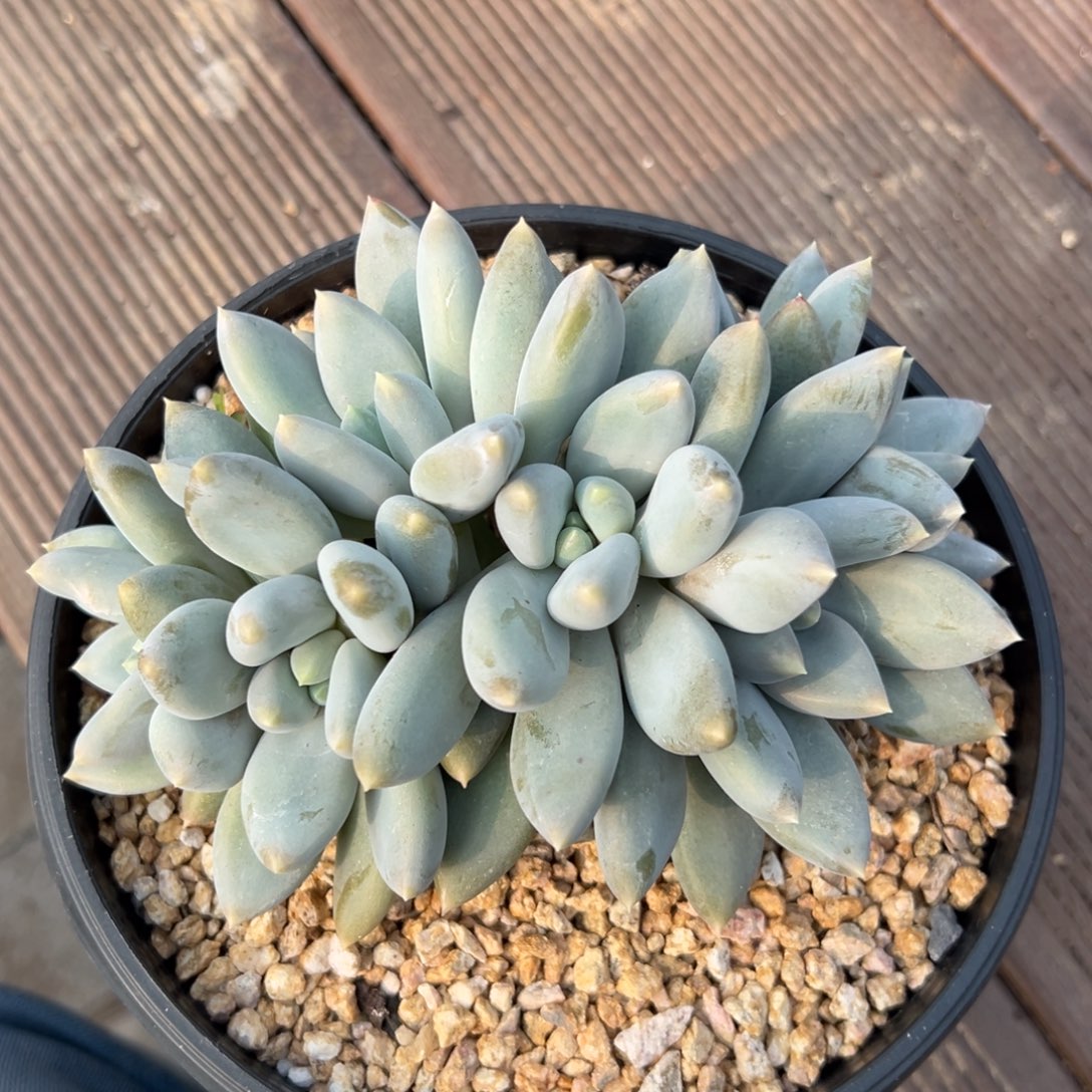 哥特6头11111111111111111