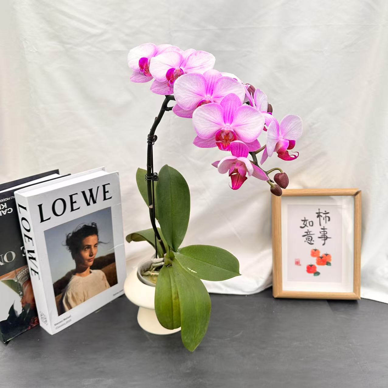 蝴蝶蘭【粉面桃花】不含盆 蜡质花瓣 红心 粉底 好养耐开基地直发