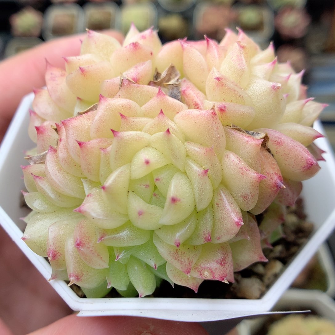 Q18 ，20包邮两天凑单偏远不发货