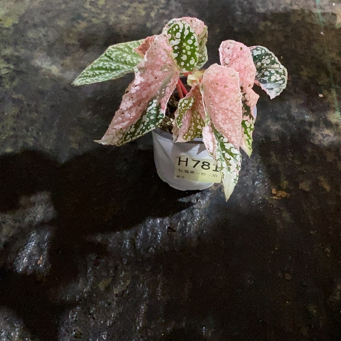 不开花植物豆*?秋海棠781