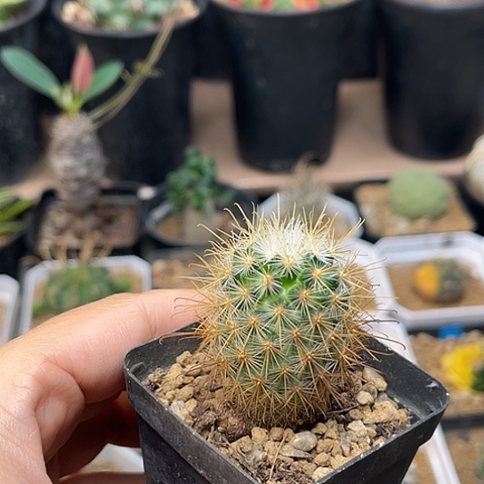 无花朵菊慈童实生球一颗