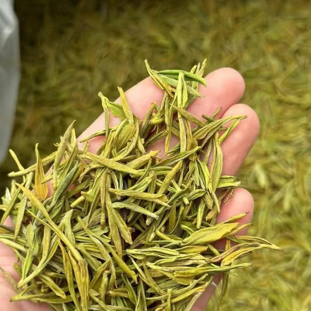 2025年原产地奶白黄金芽支持试喝