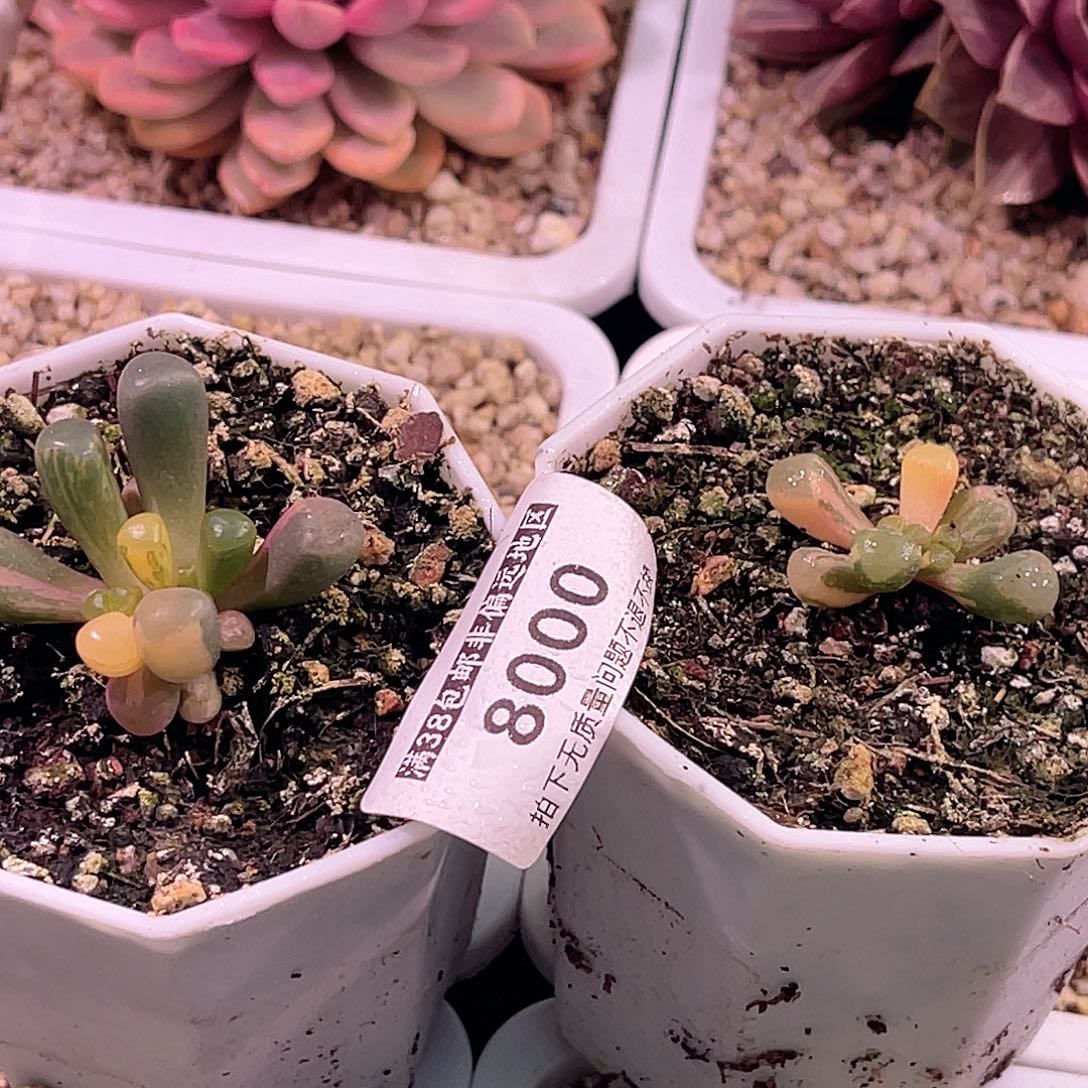 尚品园艺一组8000