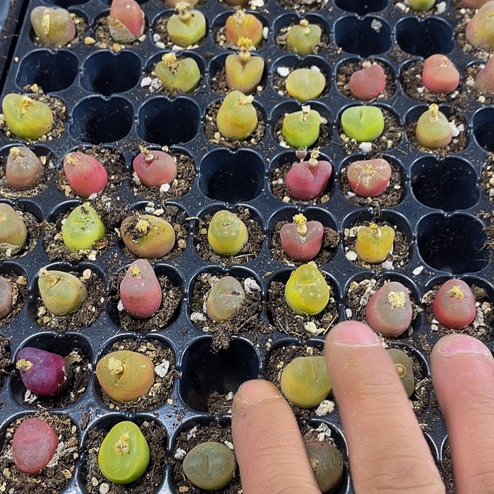 小毛汗泥1元带土发货