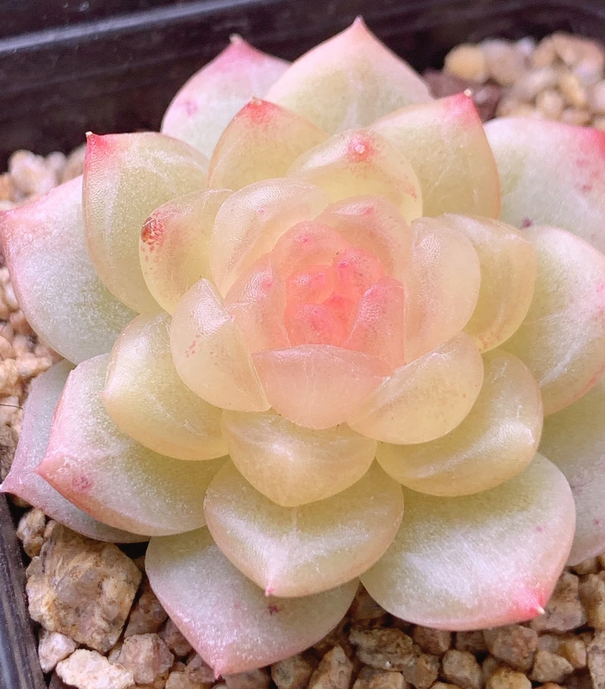 碧琉璃多肉植物五勿拍