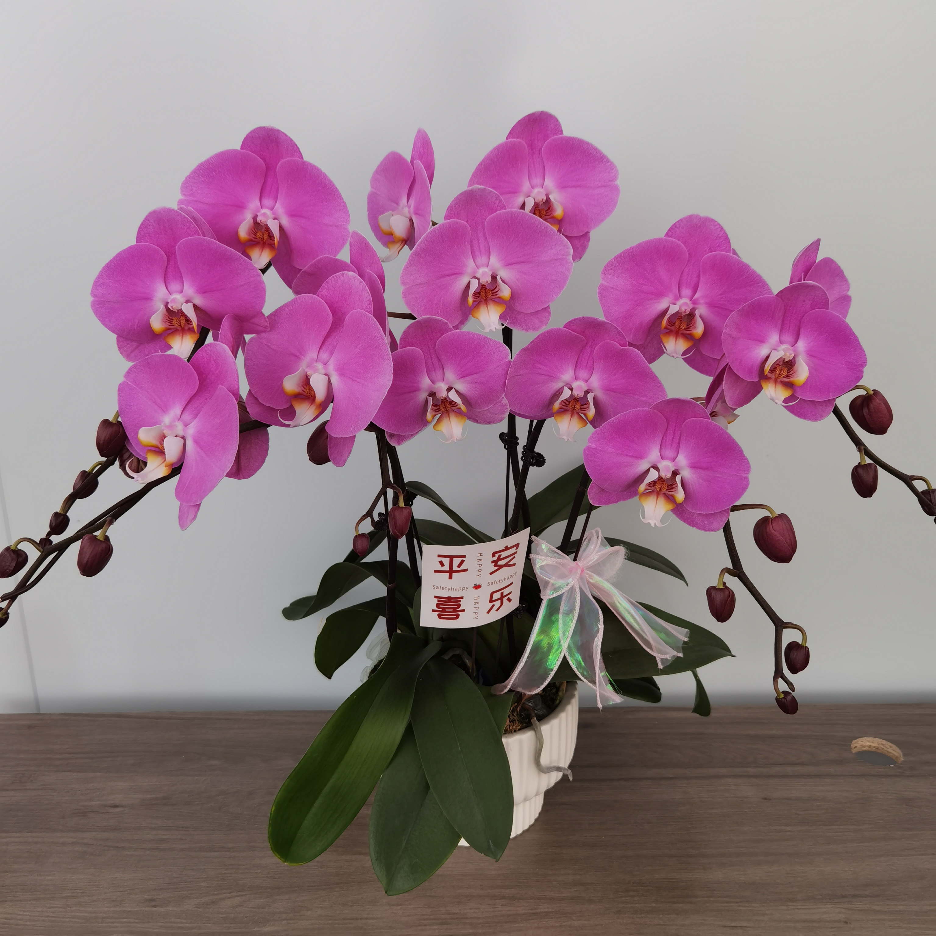 蝴蝶兰【粉宝图】玫粉色大花型开花带花苞室内观赏花卉好养花期长