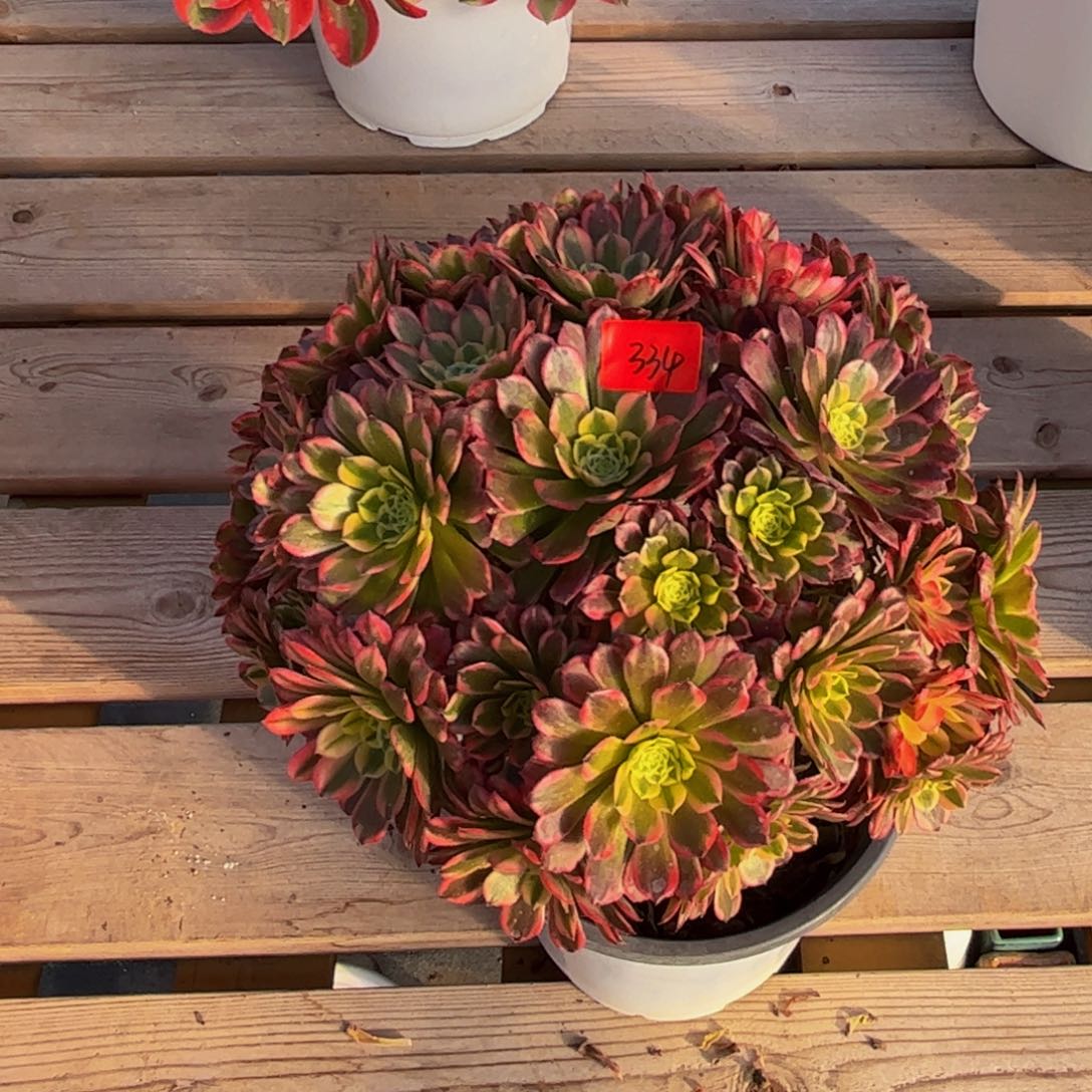 334炖肉植物发货昭霞