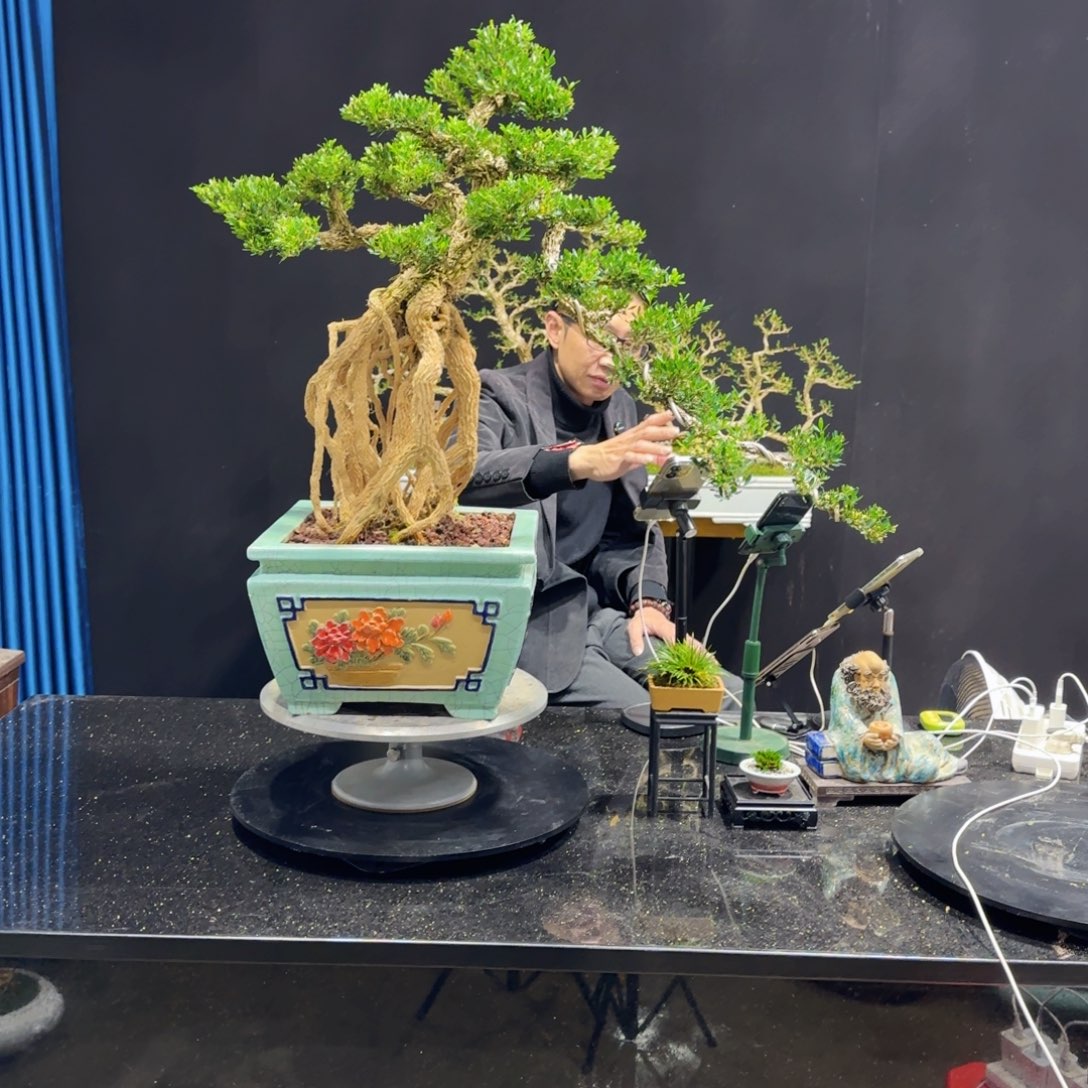 黄杨室内室外盆景艺术