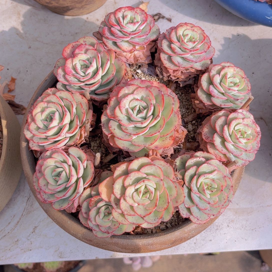 奶油黄桃多肉植物盆栽