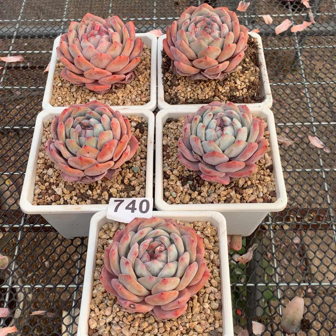 740橙子多肉植物组合