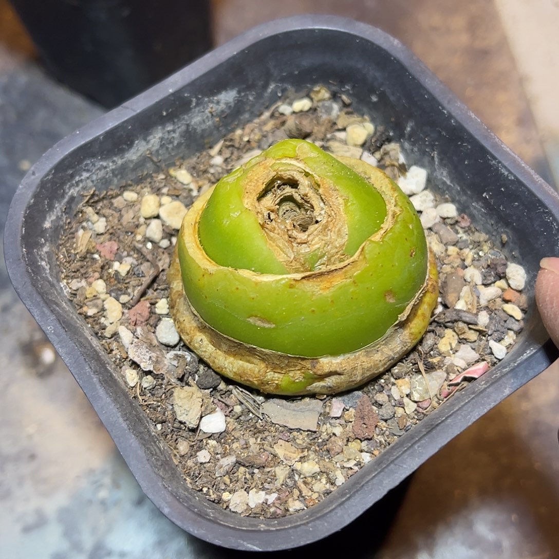 大苍角殿一物一拍