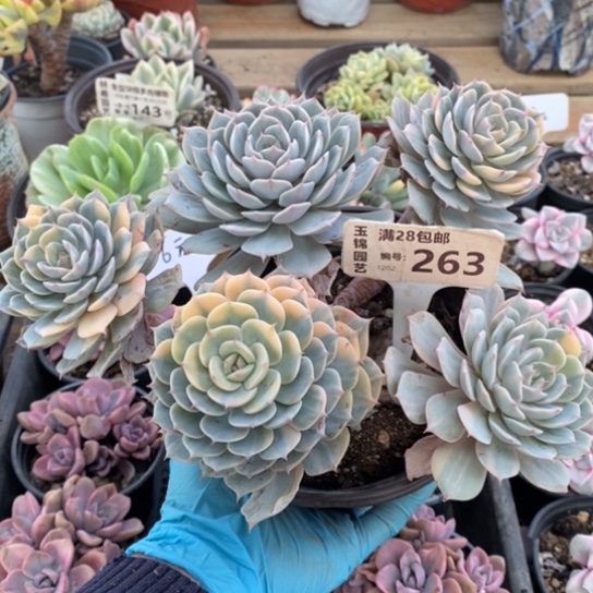 263一一一一一一一一一