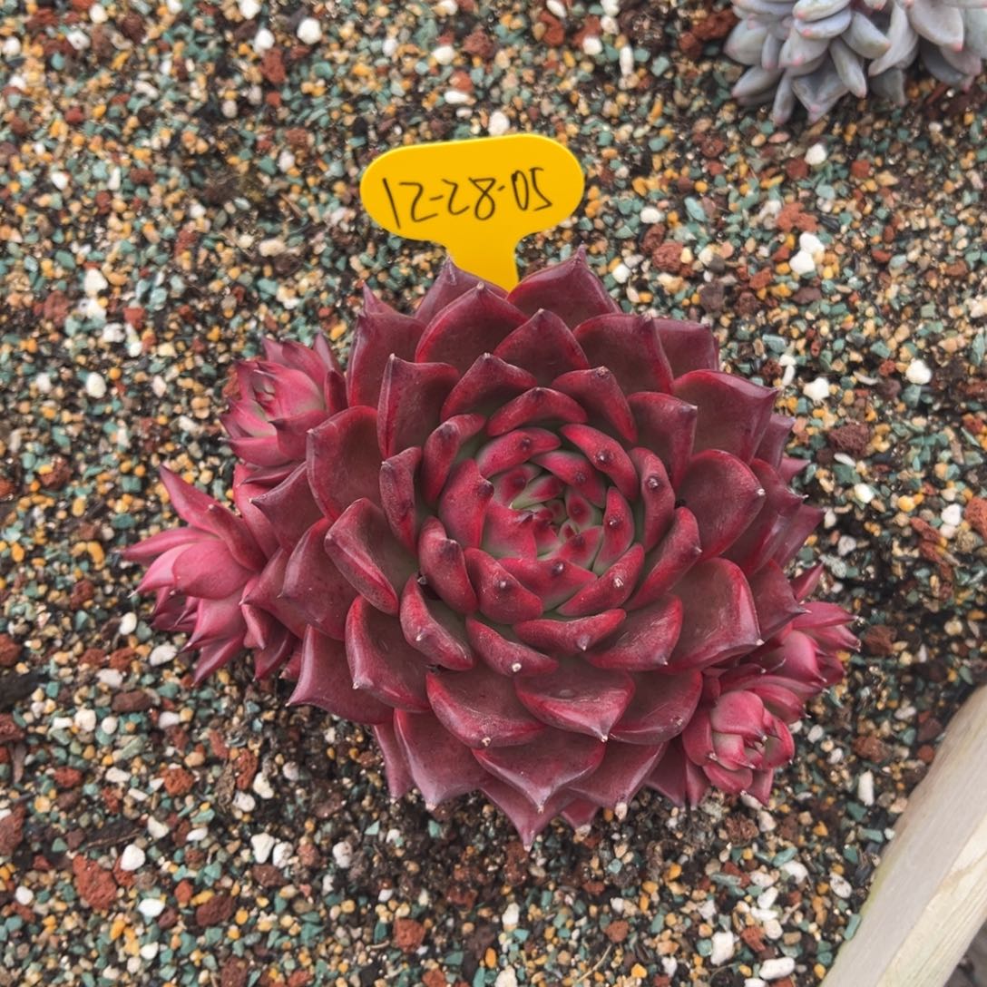 12-28-05彩色吉拉姆多肉植物