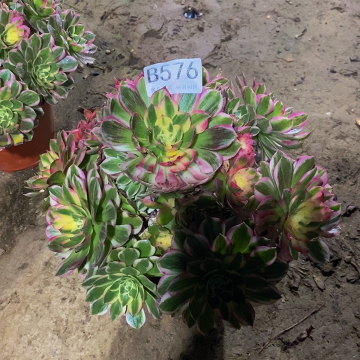 中***嘉海王576。           