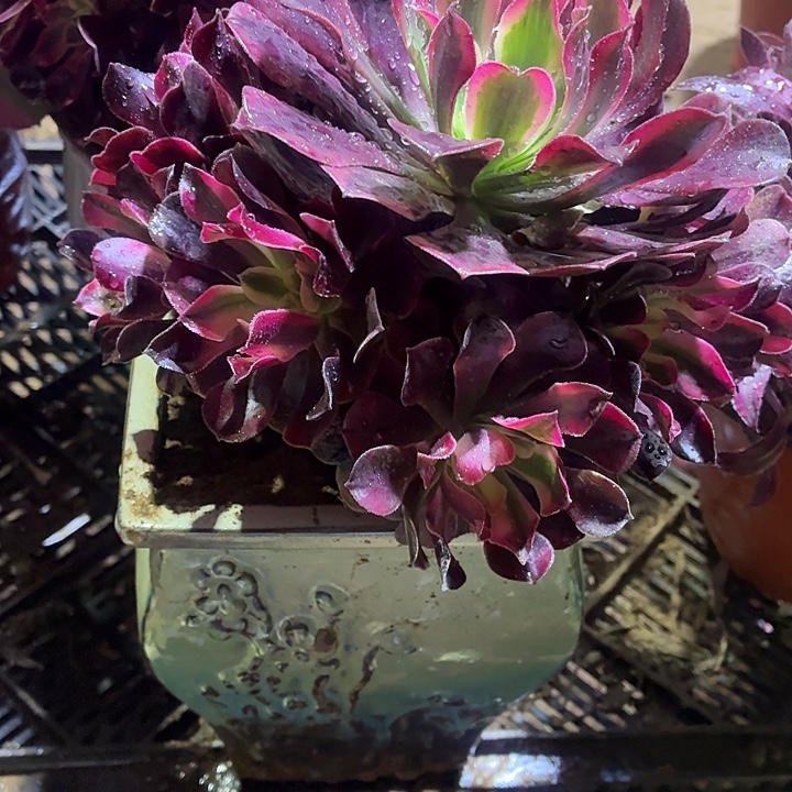 美杜莎一棵脱土9.9