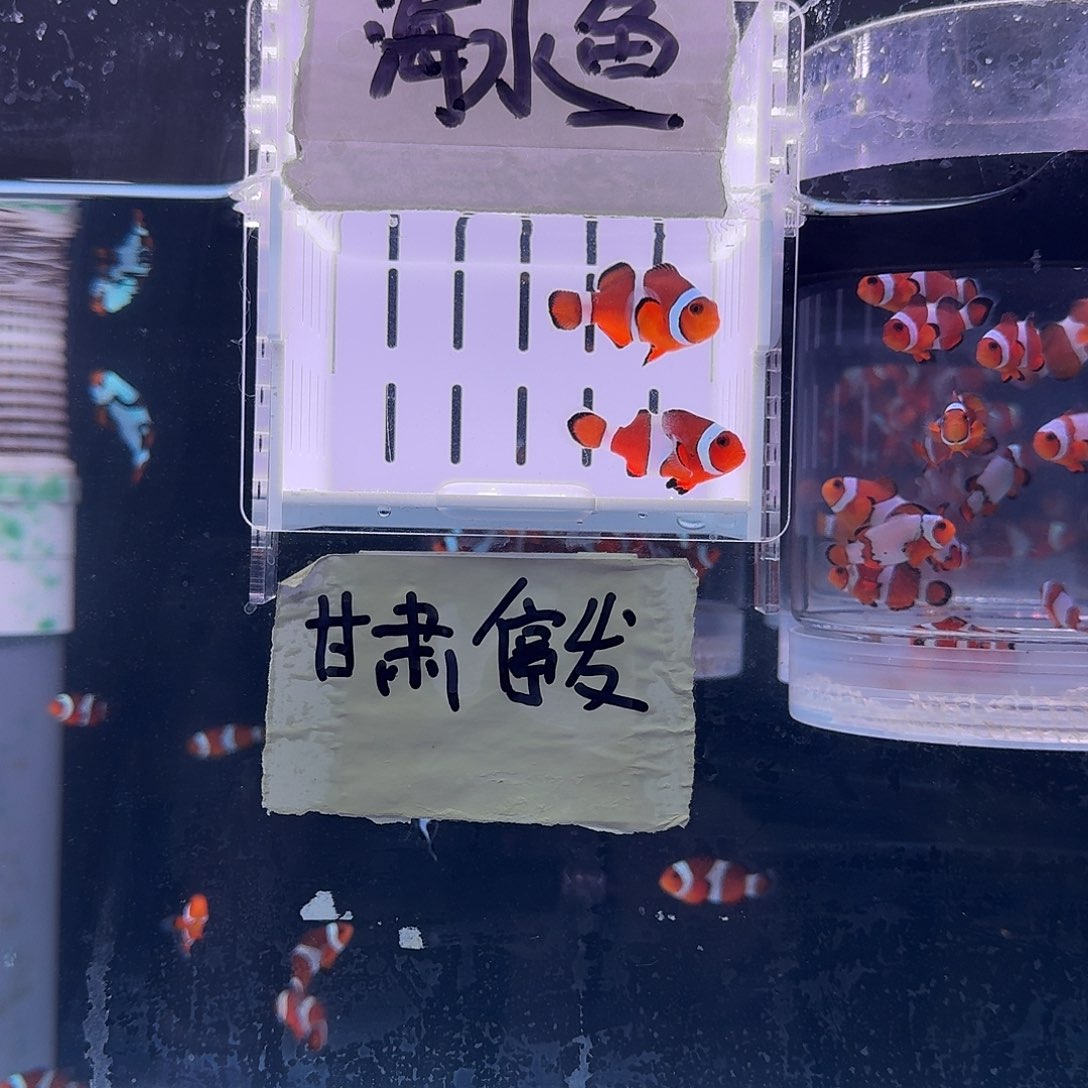 海水鱼4+精品黑边公子一对