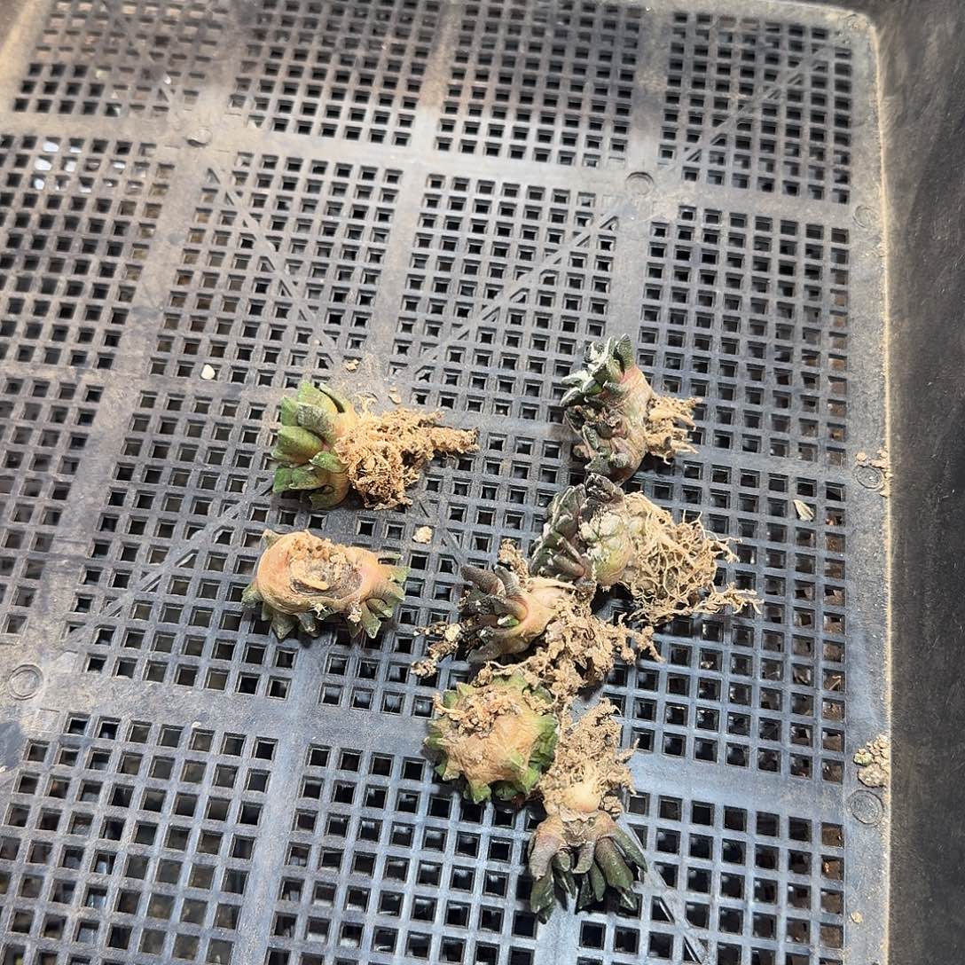 黑牡丹2.5cm起发有根
