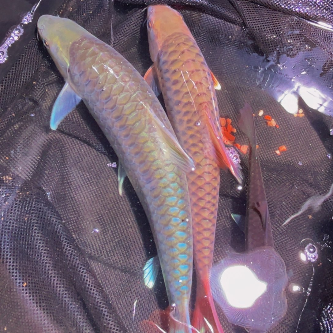 海水鱼国结国结异口一口