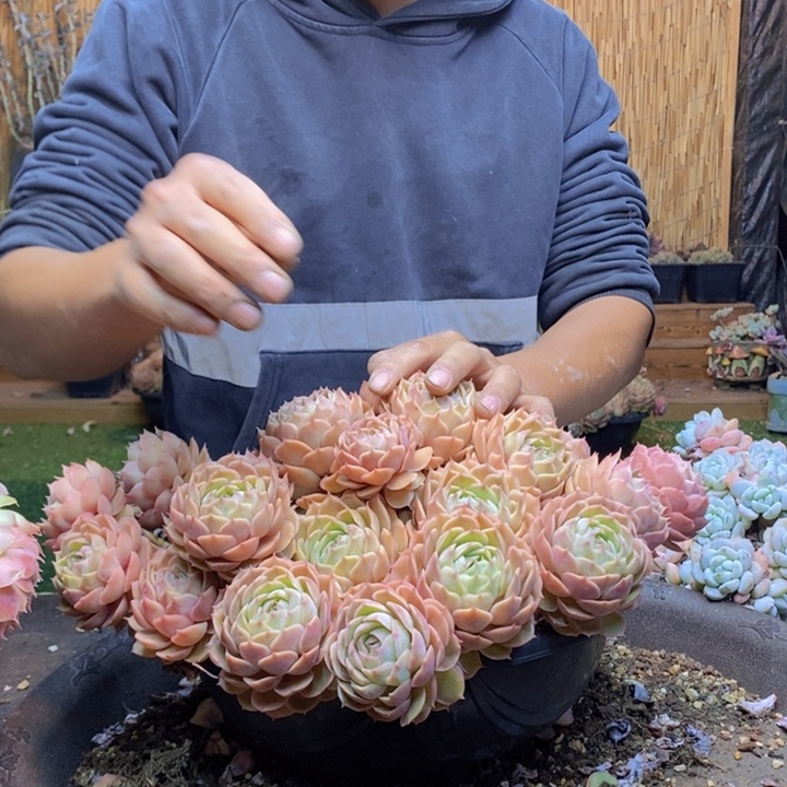 小***子371号昂斯诺多肉植物