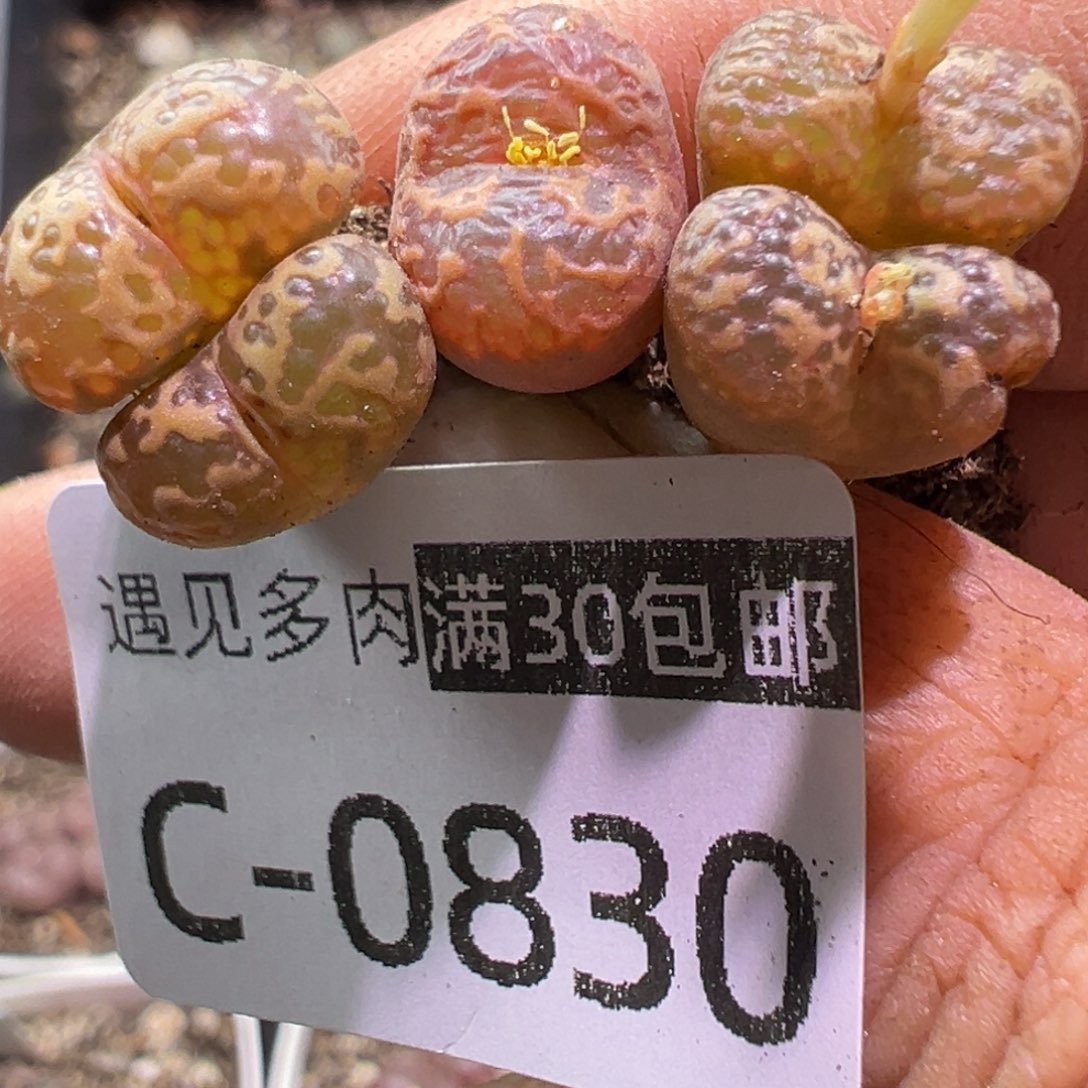 多肉植物1111111111