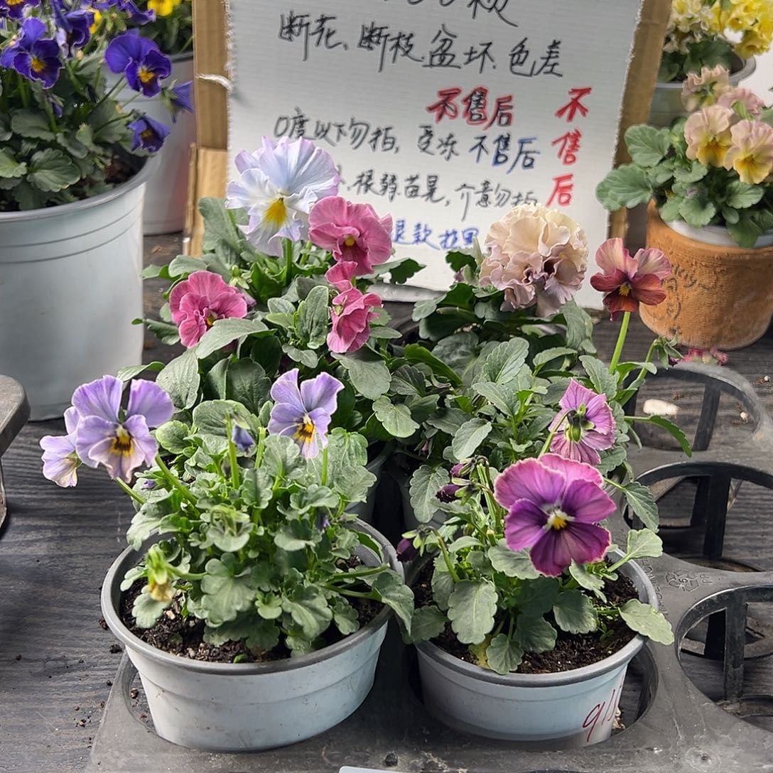 大部分花苞少量开放231号