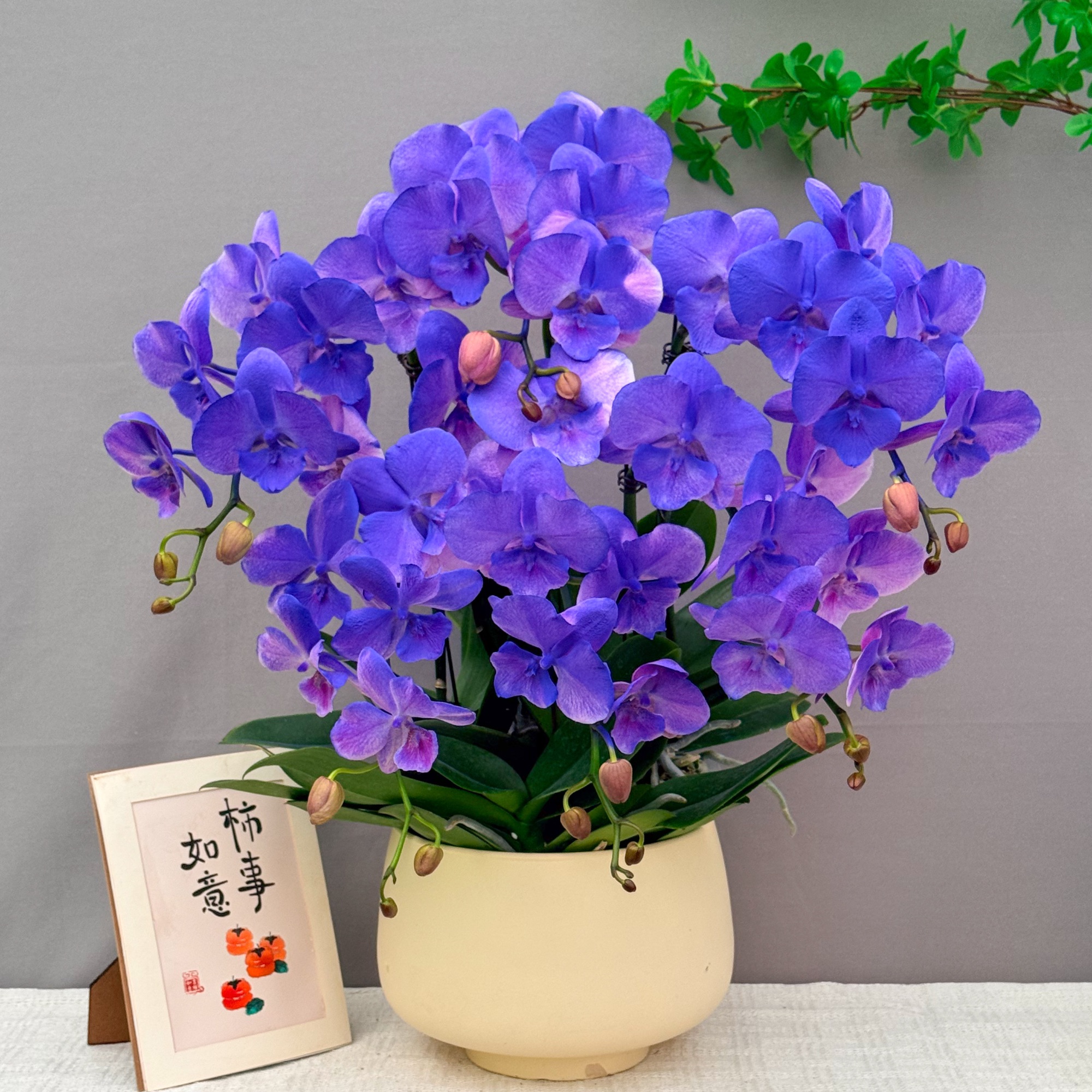 万顷蝴蝶兰<月亮公主>稀有马卡龙色   植物上色  室内欣赏