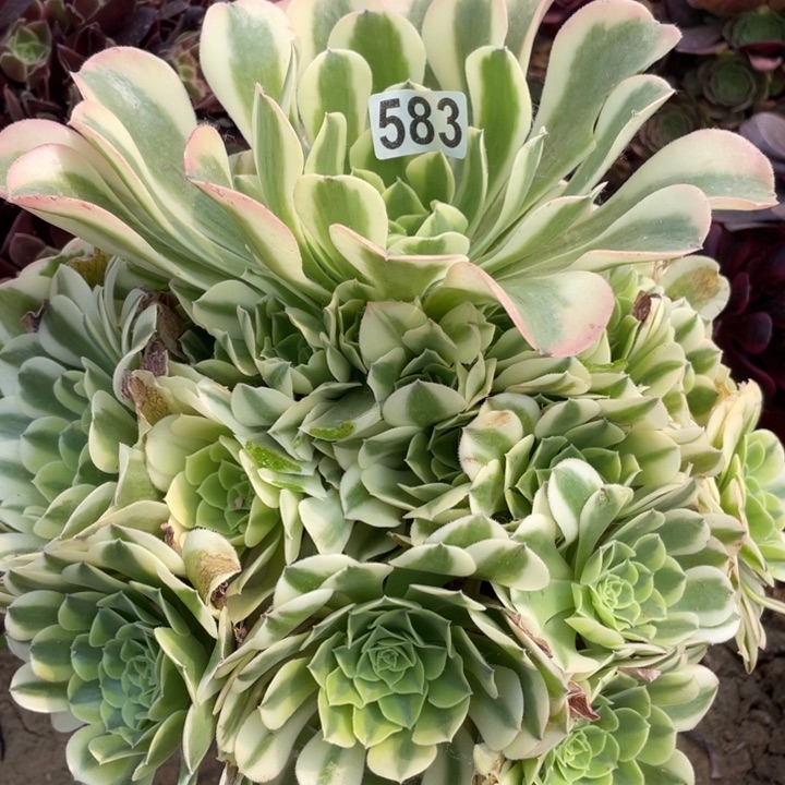 583多肉植物绿豆沙