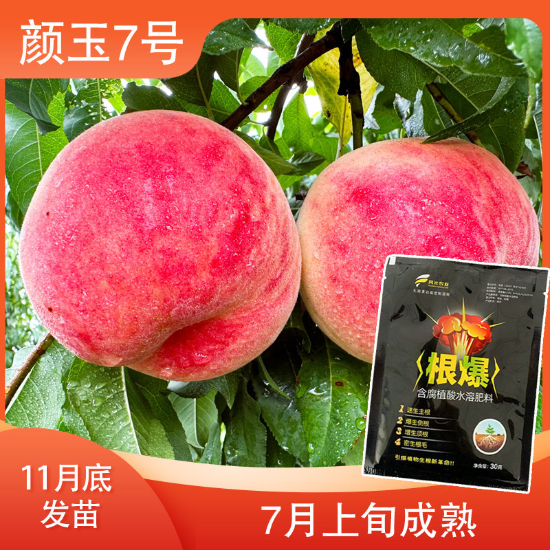 【颜玉7桃一级的】增产肥料（12月发）先发赠品