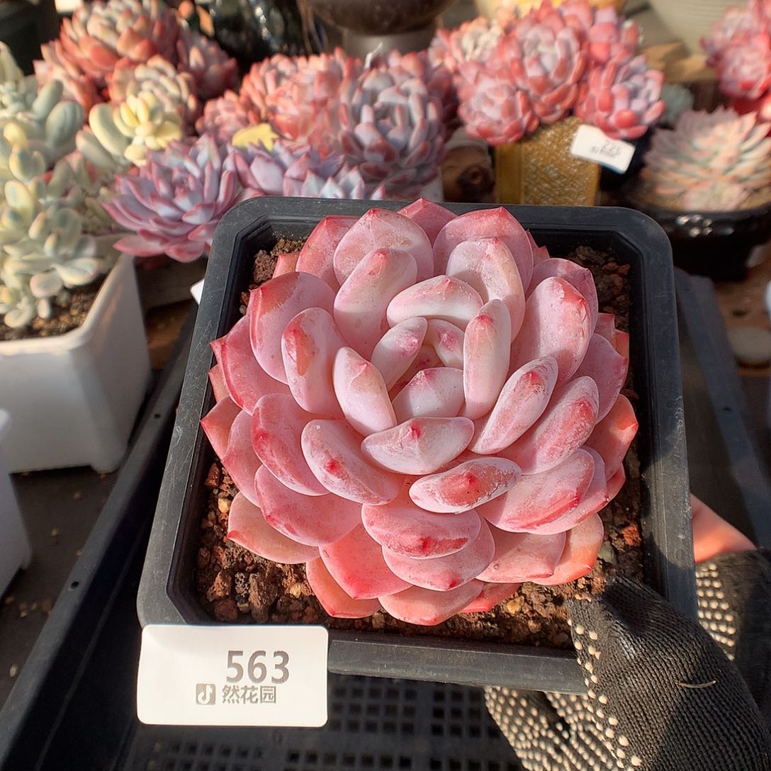 563星橙多肉植物666