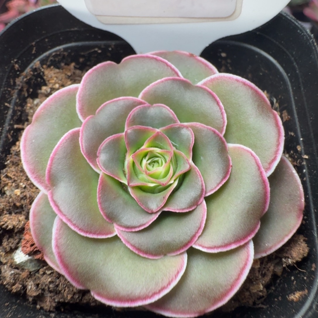 蒂娜-29-冠幅  4CM