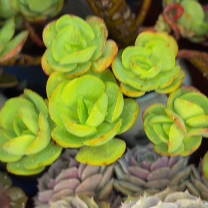 微****老桩精品肉肉碧桃