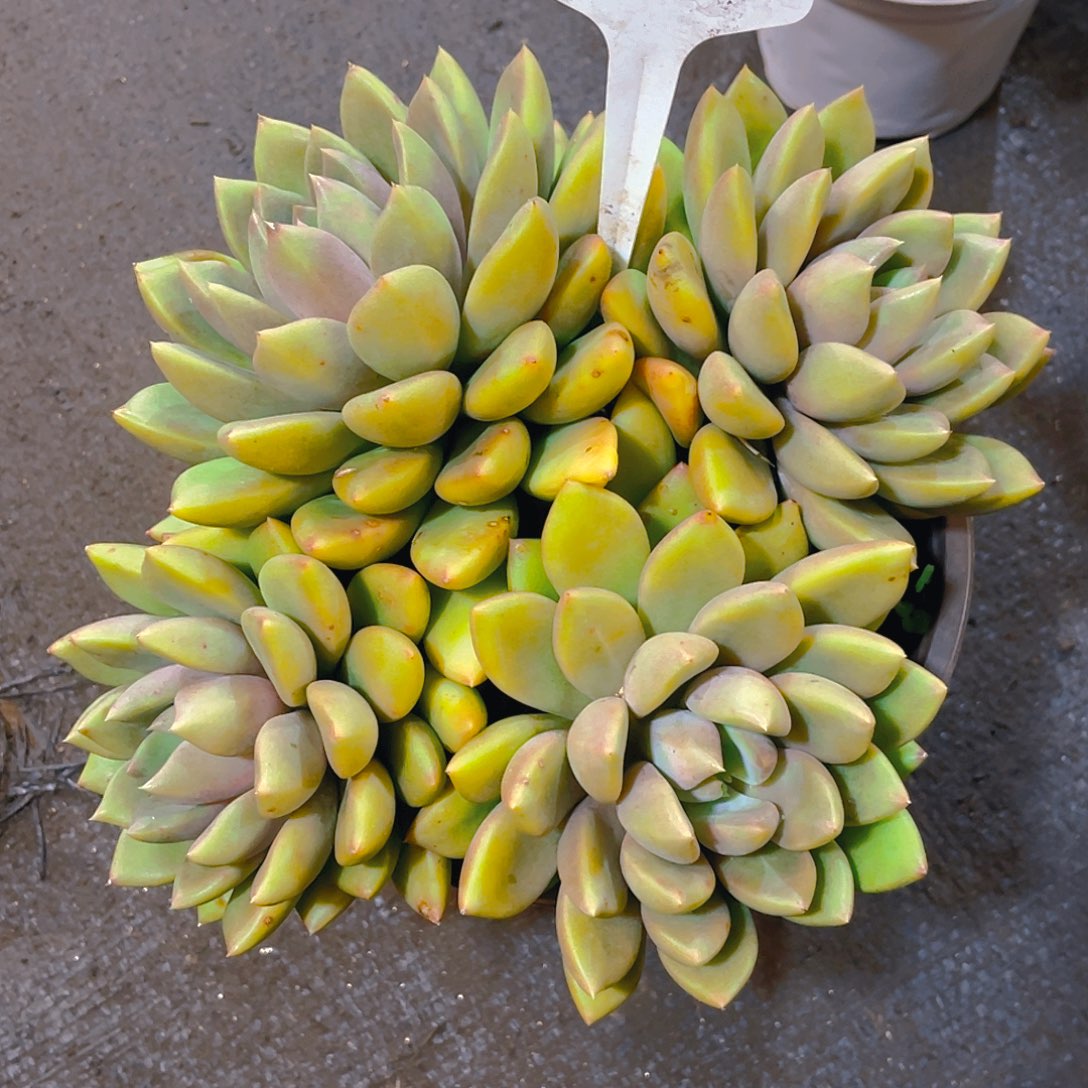 *****象牙00000000000649