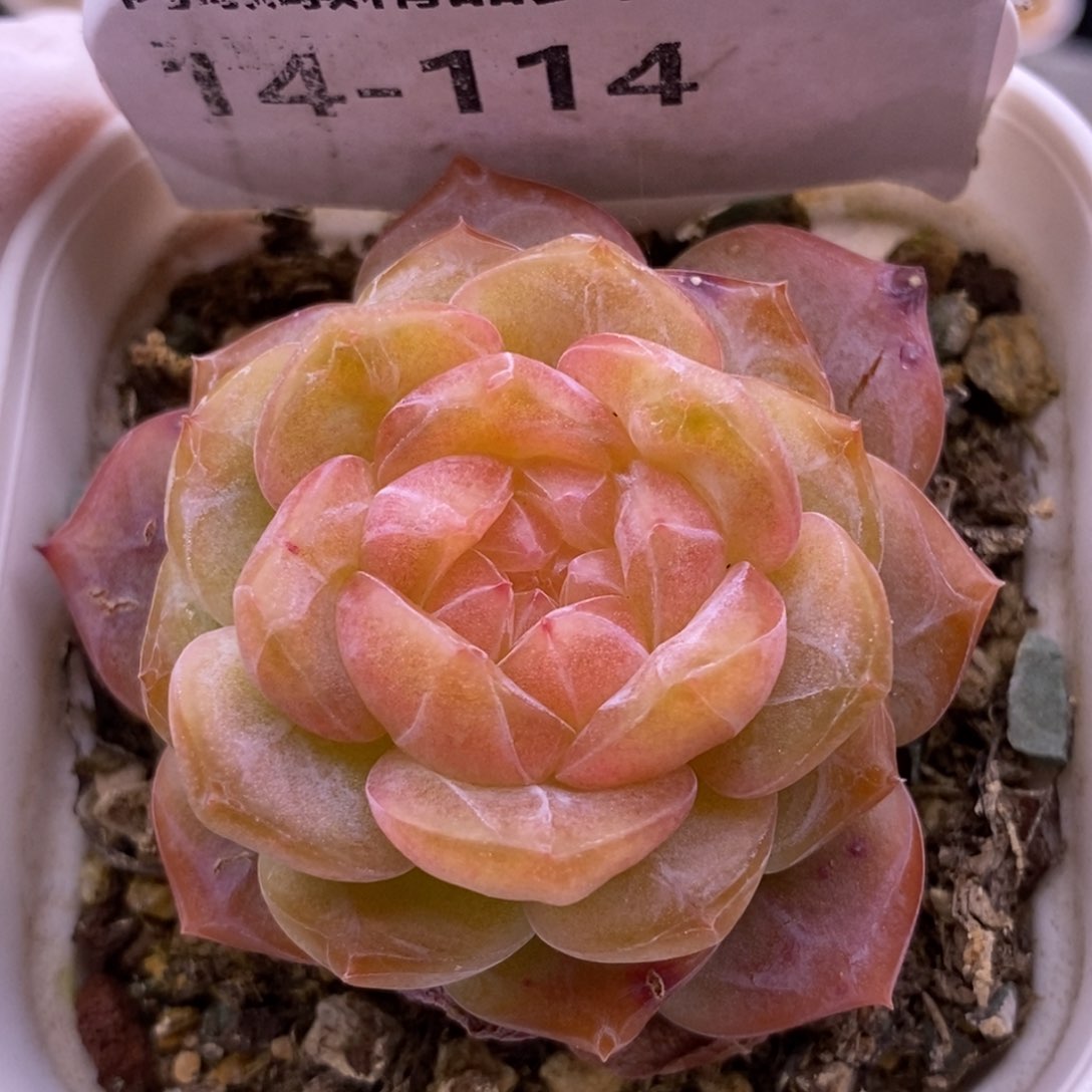 【闪购商品】14-114