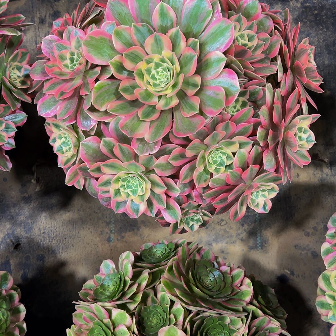 老庄妖月法师68.8