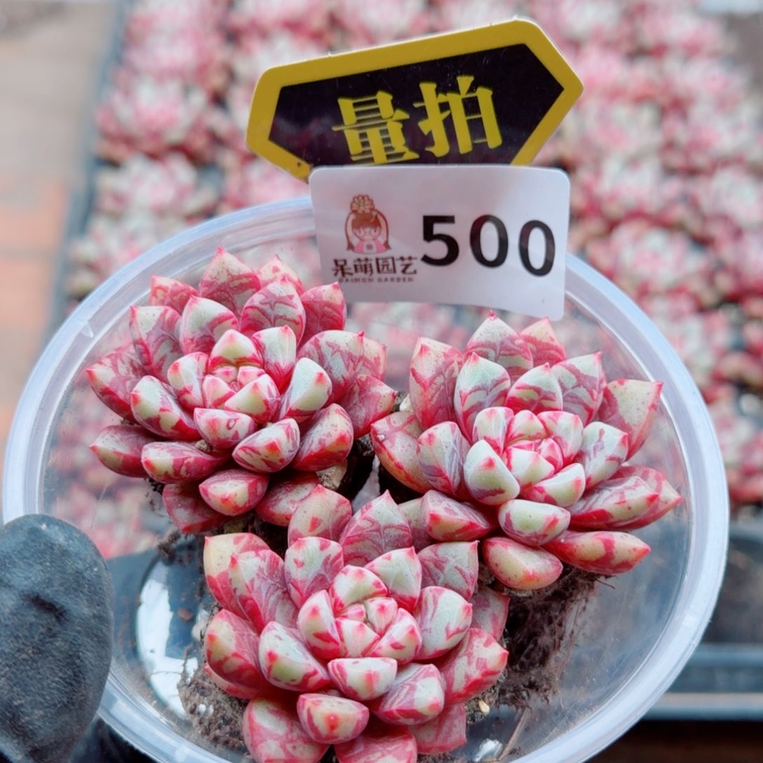 多肉植物多肉植物