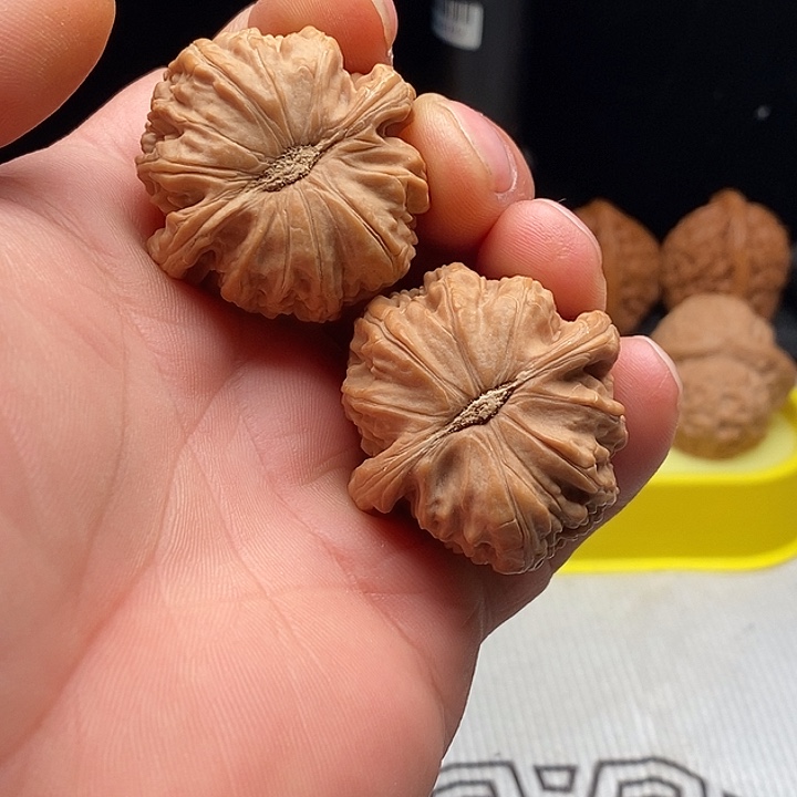 文玩核桃把件39尺白狮子