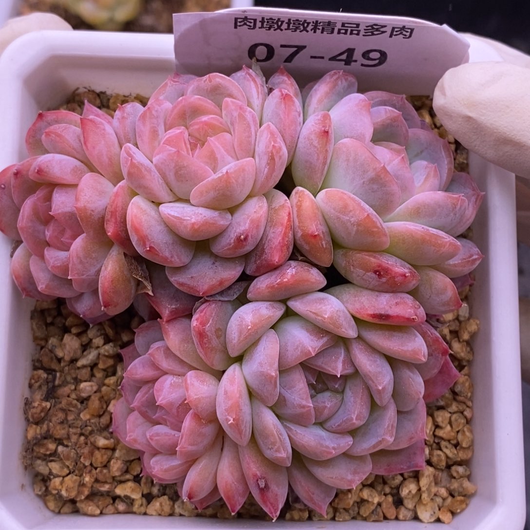 【闪购商品】07-49