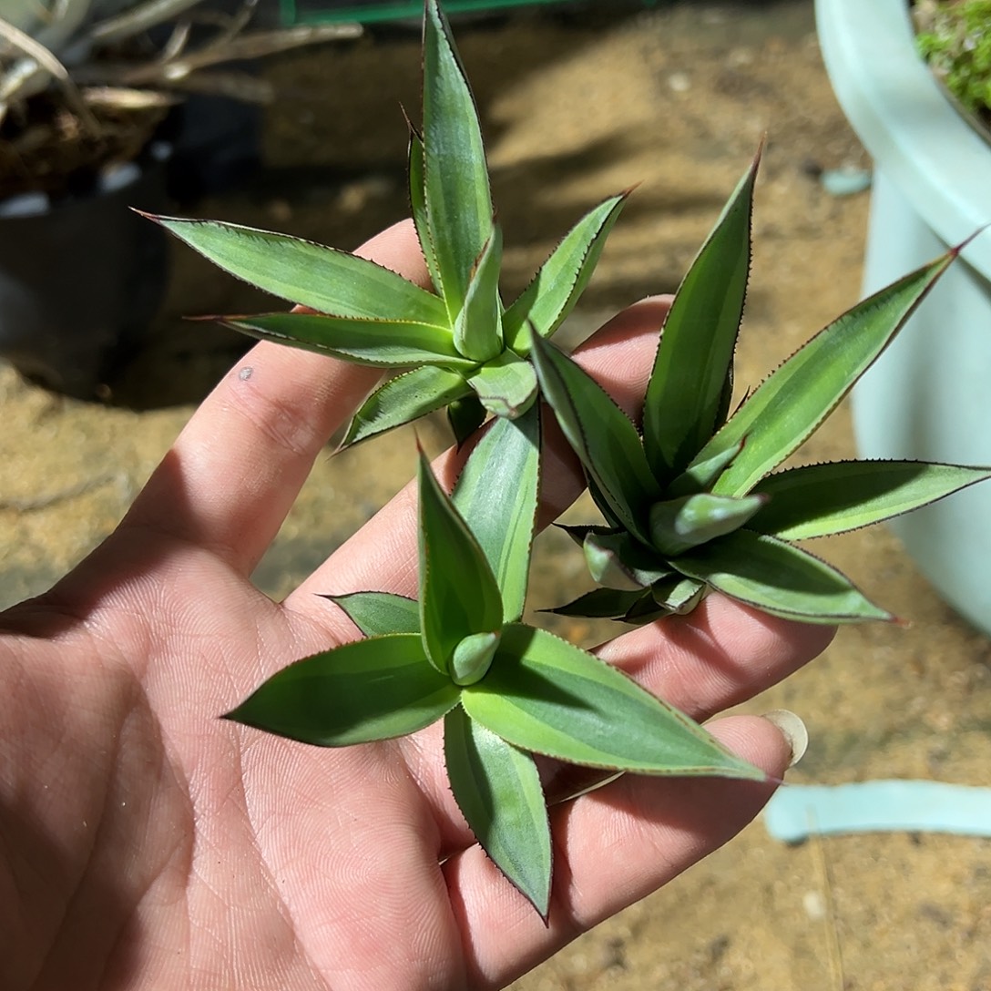 红边天际线龙舌兰
