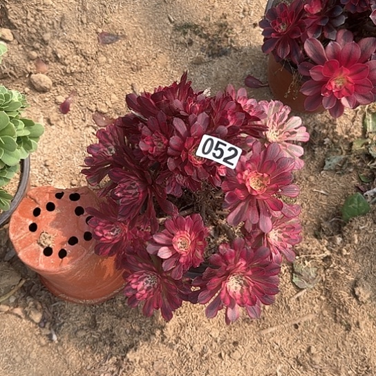 多肉植物白锦不包断枝052号