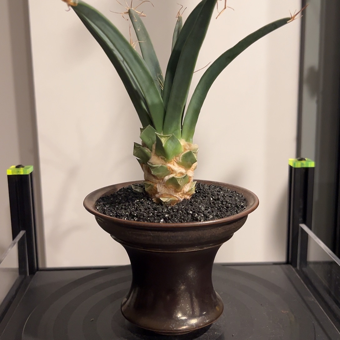 光上老桩带盆土发货