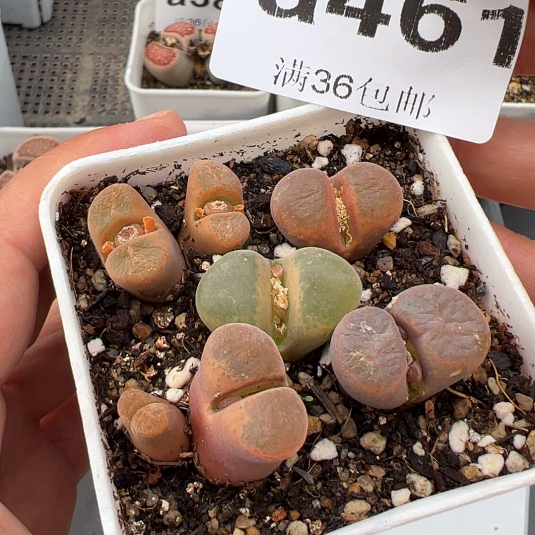 2.4好看的多肉461