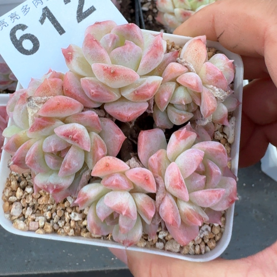 梦幻泡影            多肉植物