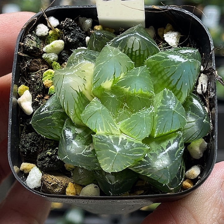 32大窗冰魄玉露锦